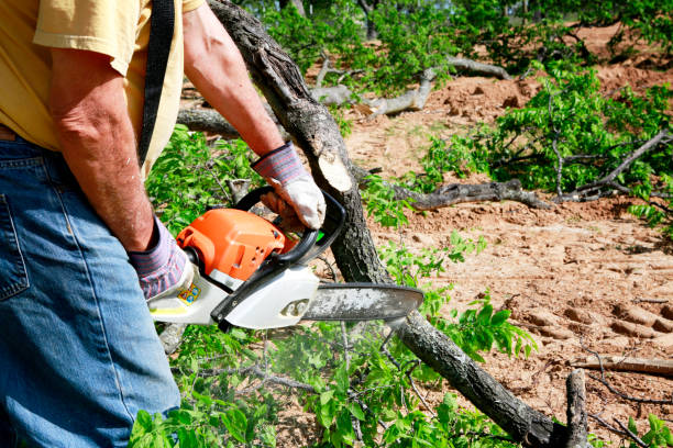 Best Tree Mulching  in USA